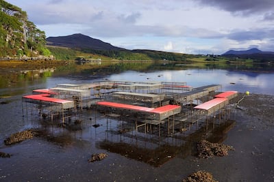 'Climavore: On Tidal Zones, which will appear at this year's Venice Biennale. Courtesy Delfina Foundation