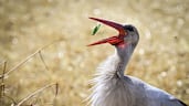 A stork snaps up a locust in a wheat field near Manastirea village, in southern Romania. Romanian farmers have started the grain harvest weeks earlier than usual due to an intense heatwave and prolonged drought. AFP
