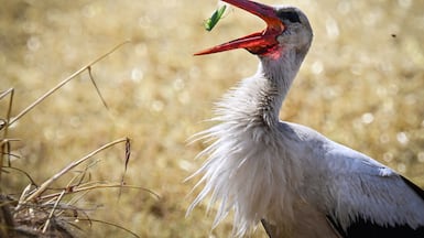 A stork snaps up a locust in a wheat field near Manastirea village, in southern Romania. Romanian farmers have started the grain harvest weeks earlier than usual due to an intense heatwave and prolonged drought. AFP