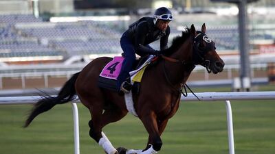 A jockey rides Frank Conversation, a racehorse from the USA trained by Doug O’neill, on the track at the Meydan Racecourse during preparations for the Dubai World Cup 2016 in Dubai, United Arab Emirates, 23 March 2016. The 21st edition of the Dubai World Cup will take place on 26 March 2016. EPA/ALI HAIDER