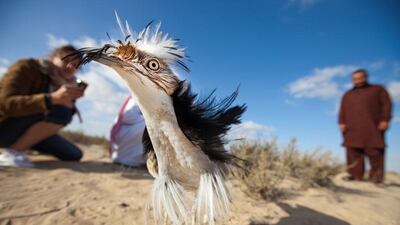 A houbara bird feels out his surroundings after being released into the wild by UAE rangers and members of the National Avian Research center. Jaime Puebla / The National