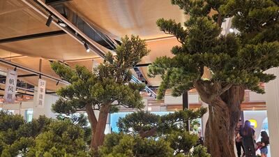 Bonsai trees in the Chinatown area of the Dubai mall