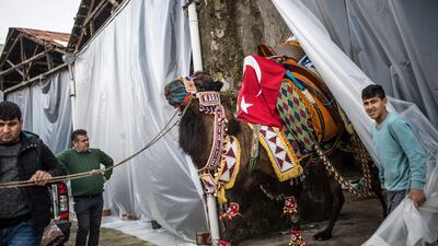 A camel owner takes his animal to the contest of Selcuk. AFP