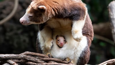 The baby kangaroo in its mother's pouch at the Bronx Zoo. Bronx Zoo / AP