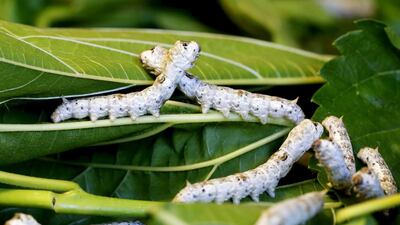 Silkworms munch on piles of locally-grown mulberry leaves at the CRA agricultural research unit in Padua. Alessandro Bianchi / Reuters