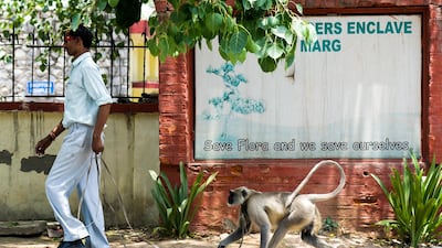 Murari, a Delhi monkey catcher, walks on the roadside with his grey langur monkey called 'Mangal Singh'. His job is curb the shenanigans of the smaller rhesus monkey, but a new decree has ordered that the languars can no longer be used to police the stree???