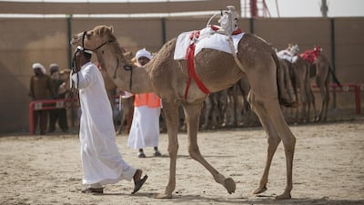 A camel is fitted with a robot jockey and led across the grounds of the Al Wathba track.