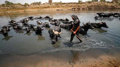 An Iraqi herder cools his buffaloes in the Diyala River. As Iraq bakes under a blistering summer heatwave, its farmers are battling severe water shortages that are killing their crops and animals. and with it their way of life. AFP