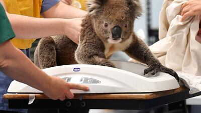 A male koala is weighed by vets and nurses at the Adelaide Koala Rescue emergency set up at Paradise Primary Schools gymnasium in Adelaide, Australia. Getty Images