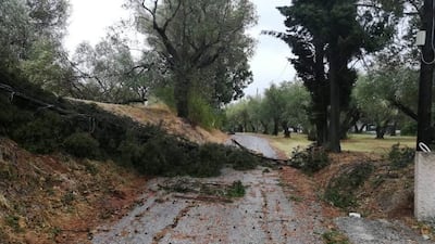 View of a tree knocked down by Medicane (Mediterranean hurricane) Ianos on Zakynthos island, Greece. A rare hurricane-like cyclone in the eastern Mediterranean, a so-called 'Medicane', named Ianos is forecasted to make landfall in Kefalonia, Ithaca and Zakynthos with winds reaching hurricane-force Category 1. EPA