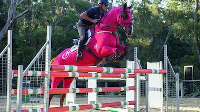 A compression suit on a showjumping horse — technology that will be adapted to camels. Courtesy AS-MiddleEast.com