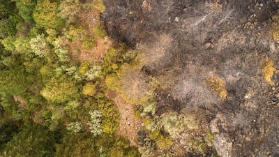 Scorched forest in Qamouaa, in north Lebanon’s Akkar. Khaled Taleb for The National