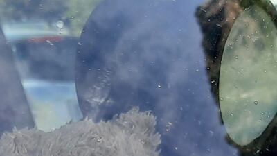 Naomi's stuffed bear is pictured on the dash of a park ranger's pickup truck in the Glacier National Park.
