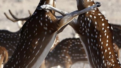 Axis deer stags are of the 25 species of mammals that roam on the island.