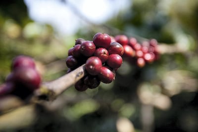 The fresh fruit that bears the beans. Bloomberg