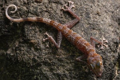 Research shows that many populations have become inbred. Photo: Dr Bernat Burriel-Carranza.