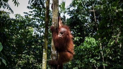 The orangutan population is dwindling because of the need to grow more oil-bearing palms. Getty Images