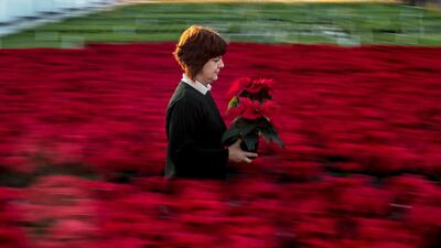 A gardener checks poinsettia (Christmas Star) at the greenhouse of The Silva Arauca Research Institute for Landscape and Ornamental Gardening in Prague, Czech Republic. Around 15,000 poinsettia plants, traditional Christmas flowers, will be delivered from the institute to shops in the region where they will be sold as a common floral decoration in the pre-Christmas season. Martin Divisek / EPA