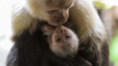 A baby Titi Pigmeo (Cebuella Pygmaea) hangs from its mother at Santa Fe zoo, in Medellin, Colombia. Raul Arboleda / AFP Photo