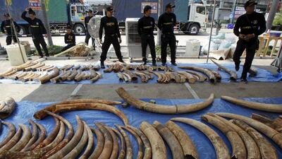 Poachers have killed tens of thousands of African elephants for their tusks in recent years to meet demand for ivory in Asia. Chaiwat Subprasom/Reuters