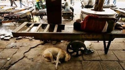 One of India's numerous stray dogs sleeps beside a cart at a closed outdoor market in Delhi. Gurinder Osan / AP Photo