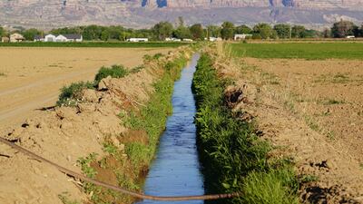 An irrigation canal runs through a farm in Grand Junction, Colorado. The area is famous for its cattle and produce.