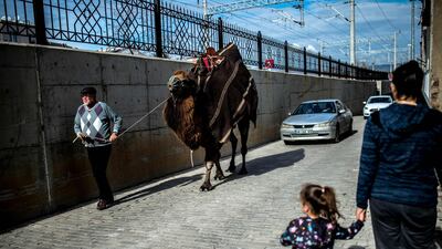 A camel owner parades his animal. AFP