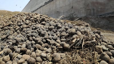 More than 50 tonnes of camel manure is being used in cement production in Ras Al Khaimah every day.