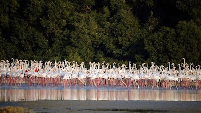 The sanctuary, at the mouth of Dubai Creek, is also an important stopover on the East African–West Asian Flyway.