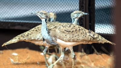 Houbaras on display at Adihex. Victor Besa / The National