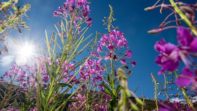 Wildflowers on the Tour du Mont Blanc. Courtesy Stuart Butler