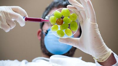 A consultation period, which runs until March 17, will decide whether gene-editing crops and livestock can be permitted. Alamy Stock Photo