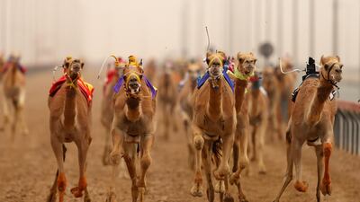 Camels race during Al Marmoom Heritage Festival at the Al Marmoom Camel Racetrack in Dubai. All photos by Getty Images