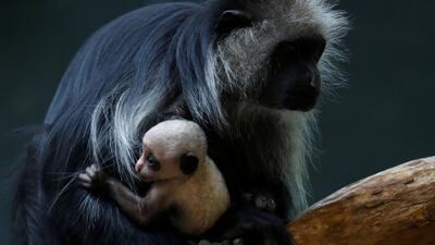 A black-and-white colobus monkey holds its 11-day-old infant at its enclosure in Schoenbrunn Zoo in Vienna, Austria. Reuters