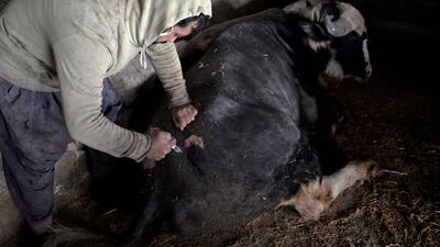 The strain was not previously present in Iraq and therefore the corresponding vaccine had never been used there, a FAO official said