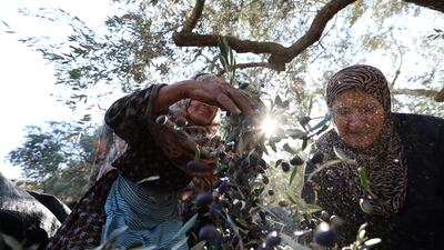 A Palestinian farmer collects olives in the village of Asera, near the occupied West Bank city of Nablus. EPA