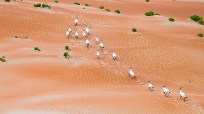 A breeding programme run by Environment Agency Abu Dhabi helped bring Arabian Oryx back from the brink of extinction. Courtesy: EAD
