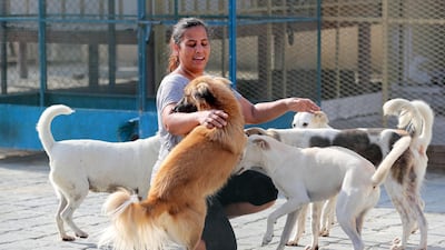 She has rescued hundreds of animals over the past 17 years, including 12 sets of mums and puppies in the last two months alone.