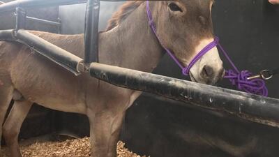 Shrek on the way to his new home at Dubai City Stable. Courtesy Mary Kraus Pachol