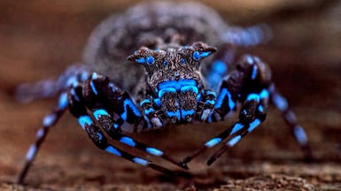 A crowned crab spider that fluoresces under UV light, one of the species discovered by scientists in Angola's remote Lisima plateau. Reuters
