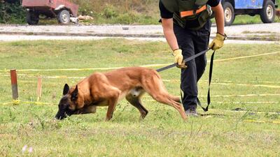 Bosnian trainer trains a Belgian Malinois dog to work in a simulated mine field at training facility near Bosnian town of Konjic. AFP