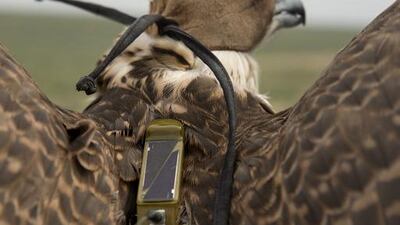 A female saker falcon with a solar powered satellite transmitter.