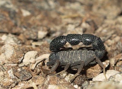A male Orthochirus glabrifrons scorpion at Wadi Saham in Fujairah. Photo: Balazs Buzas