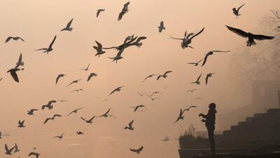 An Indian man feeds migratory birds on the banks of the Yamuna river in New Delhi, India, on February 3, 2017. Prakash Singh / Agence France-Presse