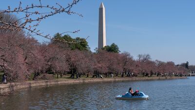 A view of the Washington Monument as the cherry blossom trees head towards this year's peak bloom. AP