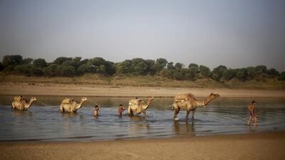 Indians lead their camels, carrying provision, across the Chambal River near Bhopepura village, in the northern Indian state of Uttar Pradesh. Altaf Qadri/AP Photo