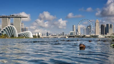 A bevy of smooth coated otters swimming are pictured against the Gardens by the Bay in Singapore. Wild otters are making a comeback to the urban city state with the increasing numbers of the sea animals sparking concerns about overpopulation. Getty Images