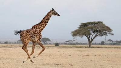 A giraffe running in Amboseli National park, Kenya. Goran Tomasevic/Reuters
