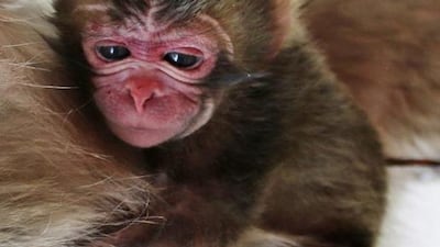 A photo released by the Takasakiyama Natural Zoological Garden shows a newborn baby monkey named Charlotte clinging on to her mother at the zoo in Oita, southern Japan. The Japanese zoo has apologised for naming the baby monkey Charlotte after the newborn British princess following complaints at home. The Takasakiyama Natural Zoological Garden via AP