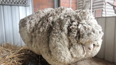 Chris, the lost Australian sheep before he was sheared. RSPCA ACT / via AP